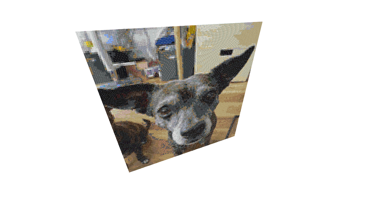 Bowie the dog